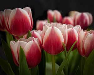 Превью обои тюльпаны, цветы, стебли, растения, природа