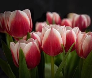 Превью обои тюльпаны, цветы, стебли, растения, природа