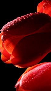 Превью обои тюльпаны, цветы, тень, капли