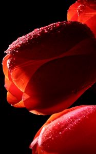 Превью обои тюльпаны, цветы, тень, капли