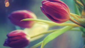 Превью обои тюльпаны, цветы, три, размытость