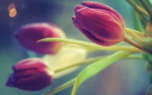 Превью обои тюльпаны, цветы, три, размытость