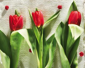 Превью обои тюльпаны, цветы, три, лежат, красота