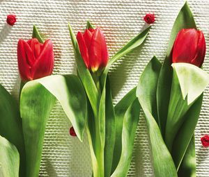 Превью обои тюльпаны, цветы, три, лежат, красота