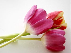 Превью обои тюльпаны, цветы, три, лежат, капли