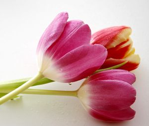 Превью обои тюльпаны, цветы, три, лежат, капли