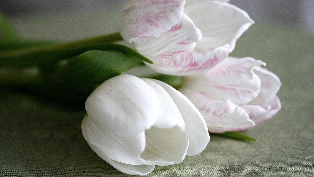 Обои тюльпаны, цветы, три, лежат, белые, крупный план