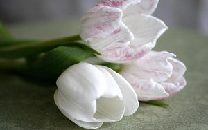 Превью обои тюльпаны, цветы, три, лежат, белые, крупный план