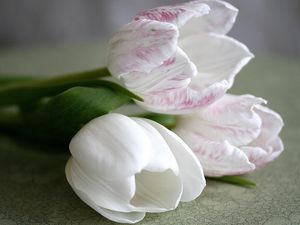 Превью обои тюльпаны, цветы, три, лежат, белые, крупный план