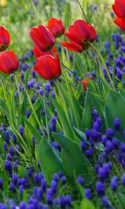 Превью обои тюльпаны, цветы, цветение, трава