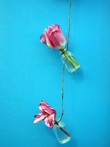 Превью обои тюльпаны, цветы, веревка, стена, синий