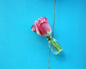 Превью обои тюльпаны, цветы, веревка, стена, синий
