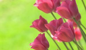 Превью обои тюльпаны, цветы, весна, салатовый