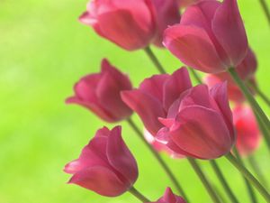 Превью обои тюльпаны, цветы, весна, салатовый