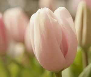 Превью обои тюльпаны, цветы, весна, нежность, крупный план