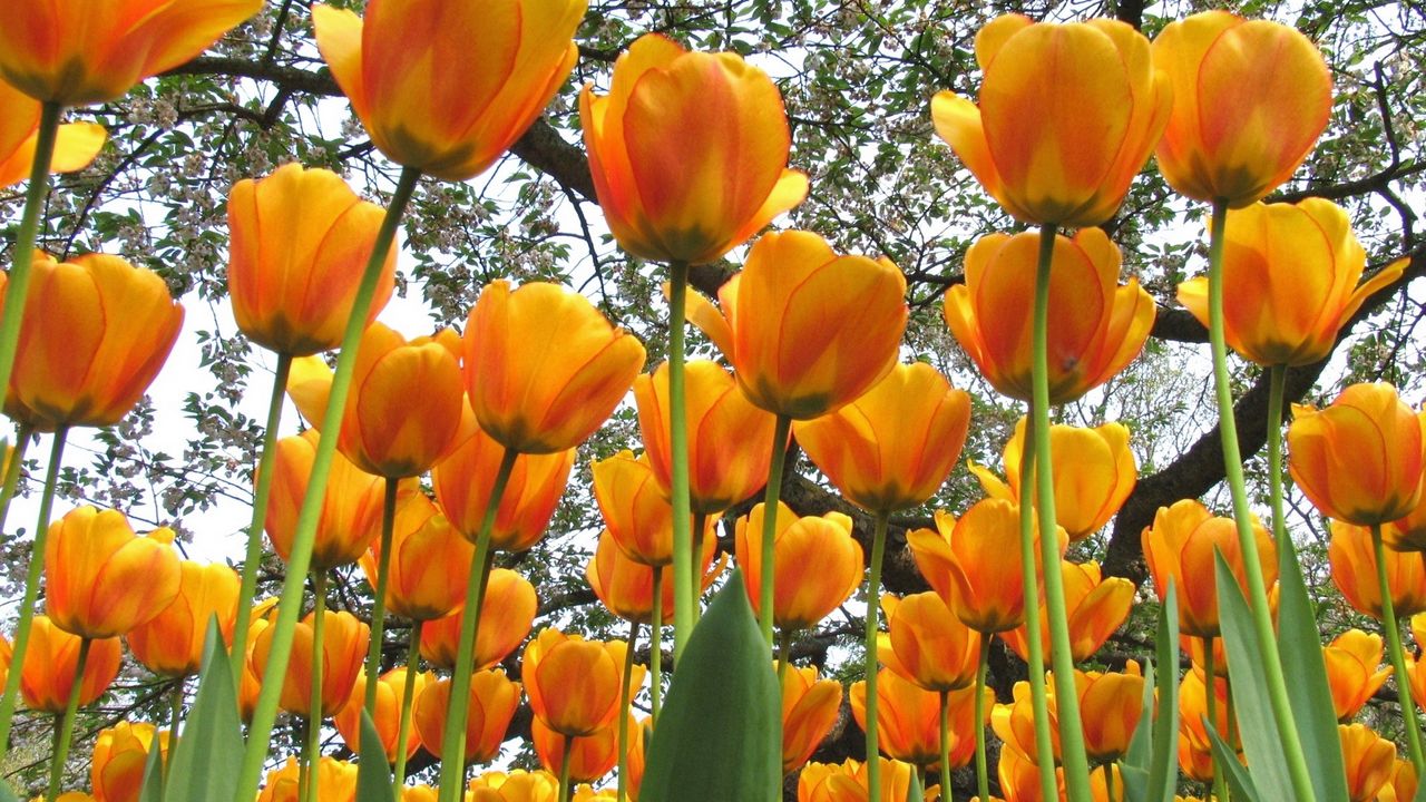 Обои тюльпаны, цветы, весна, деревья, настроение