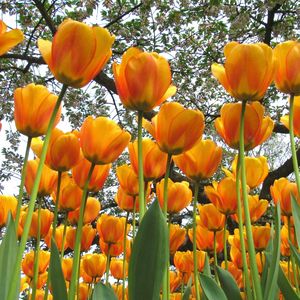 Превью обои тюльпаны, цветы, весна, деревья, настроение