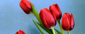 Превью обои тюльпаны, цветы, весна, букет, фон