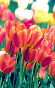 Превью обои тюльпаны, цветы, весна, клумба, резкость