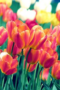 Превью обои тюльпаны, цветы, весна, клумба, резкость