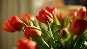 Превью обои тюльпаны, цветы, весна, красный