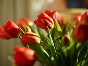 Превью обои тюльпаны, цветы, весна, красный