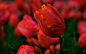 Превью обои тюльпаны, цветы, волнистый, поляна, капли, роса