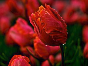 Превью обои тюльпаны, цветы, волнистый, поляна, капли, роса