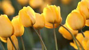 Превью обои тюльпаны, цветы, желтые, крупный план