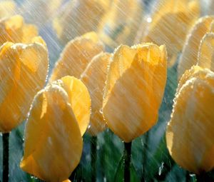 Превью обои тюльпаны, цветы, желтые, дождь, капли, свежесть