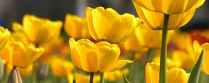 Превью обои тюльпаны, цветы, желтые, распущенные, красота