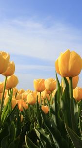 Превью обои тюльпаны, цветы, желтые, небо, солнечно