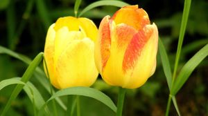 Превью обои тюльпаны, цветы, желтые, два, трава, весна