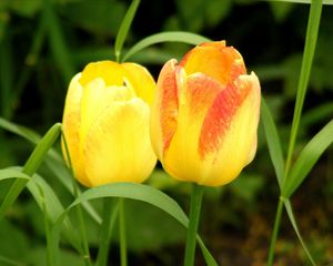 Превью обои тюльпаны, цветы, желтые, два, трава, весна