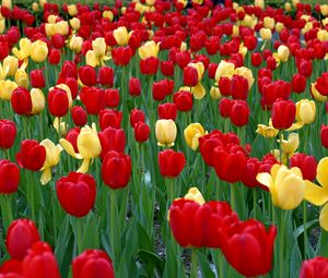 Превью обои тюльпаны, цветы, желтые, красные, зелень, клумба, весна