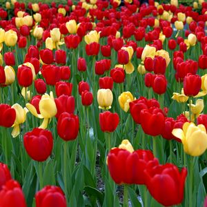 Превью обои тюльпаны, цветы, желтые, красные, зелень, клумба, весна