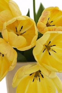 Превью обои тюльпаны, цветы, желтые, распущенные, букет, ваза
