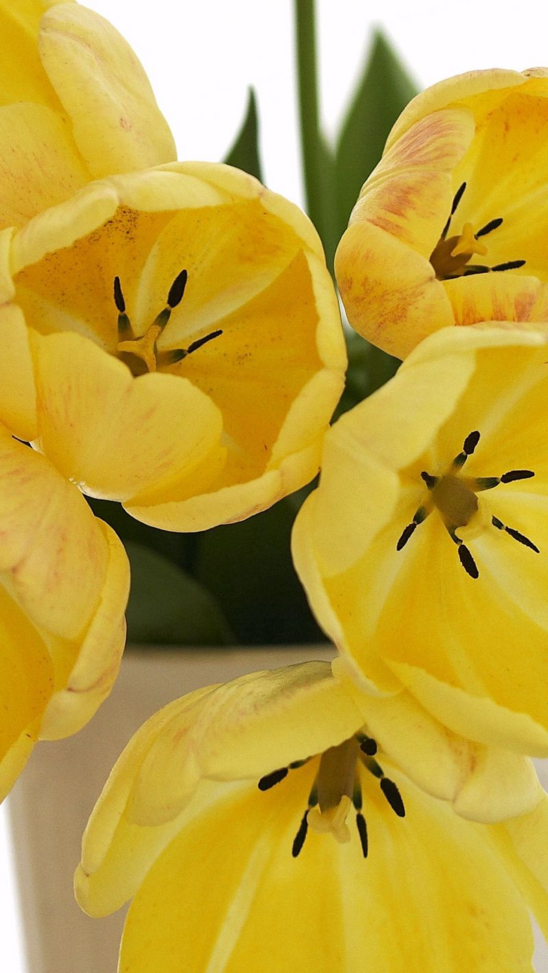 Желтые цветы которые дарят на 8. Желтые тюльпаны. Лимонные тюльпаны. Желтые цветы похожие на тюльпаны. Жёлтый цветок.