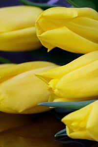 Превью обои тюльпаны, цветы, желтые, лежат