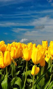 Превью обои тюльпаны, цветы, желтые, весна, небо, облака