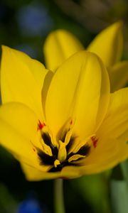 Превью обои тюльпаны, цветы, желтый, блюр