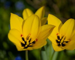 Превью обои тюльпаны, цветы, желтый, блюр