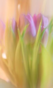 Превью обои тюльпаны, весна, цветы, блюр