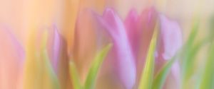Превью обои тюльпаны, весна, цветы, блюр
