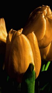 Превью обои тюльпаны, желтые, цветы, бутоны, свет, черный фон
