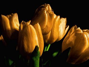 Превью обои тюльпаны, желтые, цветы, бутоны, свет, черный фон