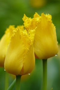 Превью обои тюльпаны, желтый, капли, листья, лепестки, бутоны