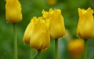 Превью обои тюльпаны, желтый, капли, листья, лепестки, бутоны