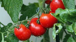 Превью обои томаты, ветка, капли, урожай