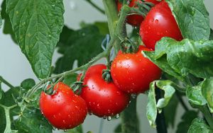 Превью обои томаты, ветка, капли, урожай